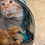 Ginger joined the competition — help win amazing prizes! animal, bubble_backpack, cat, closeup, companion, curious, cute, floor, furry, indoor, looking_out, orange_cat, pet, reflection, seated, sweater, tabby, transparent, whiskers, wide_eyes
