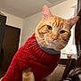 Ginger is registered to the contest to win money with this photo: animal, cat, cozy, cute, domestic_cat, ears, face, feline, fur, ginger_cat, home, indoor, knitted_sweater, orange_fur, person_partial, pet, portrait, red_sweater, seated, whiskers