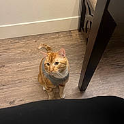 Ginger joined the competition — help win amazing prizes! animal, cat, chair, curious, cute, domestic_cat, ears, floor, furniture, home, indoor, looking_up, orange_tabby, paws, pet, sweater, tail, wall, whiskers, wooden_floor