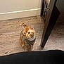 animal, cat, chair, curious, cute, domestic_cat, ears, floor, furniture, home, indoor, looking_up, orange_tabby, paws, pet, sweater, tail, wall, whiskers, wooden_floor