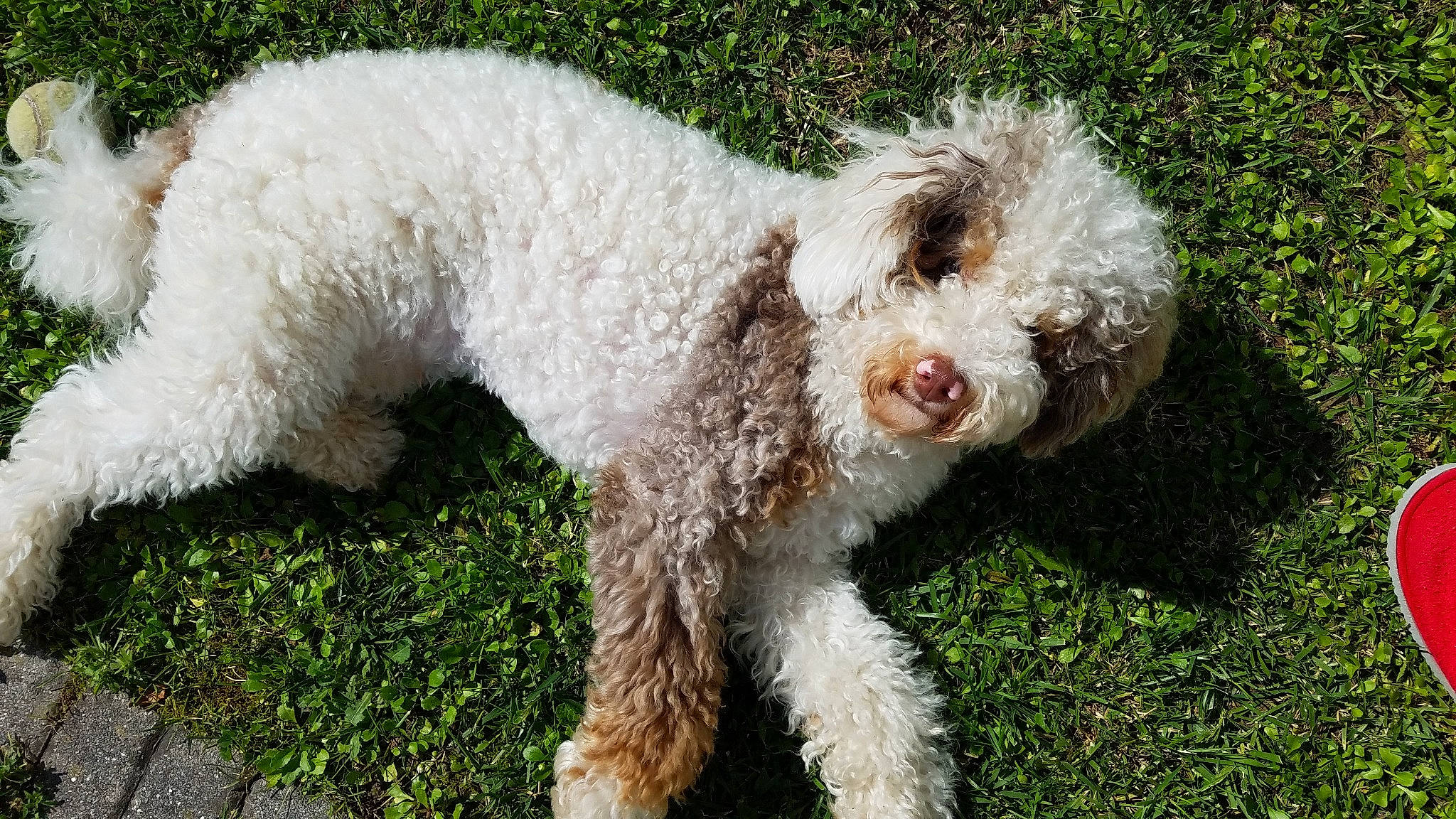 Aurelio joined the competition — help win amazing prizes! canidae, carnivore, circle, companion_dog, dog, dog_breed, dog_collar, fur, grass, maltepoo, non_sporting_group, plant, poodle, snout, sporting_group, tail, terrestrial_animal, terrier, water_dog