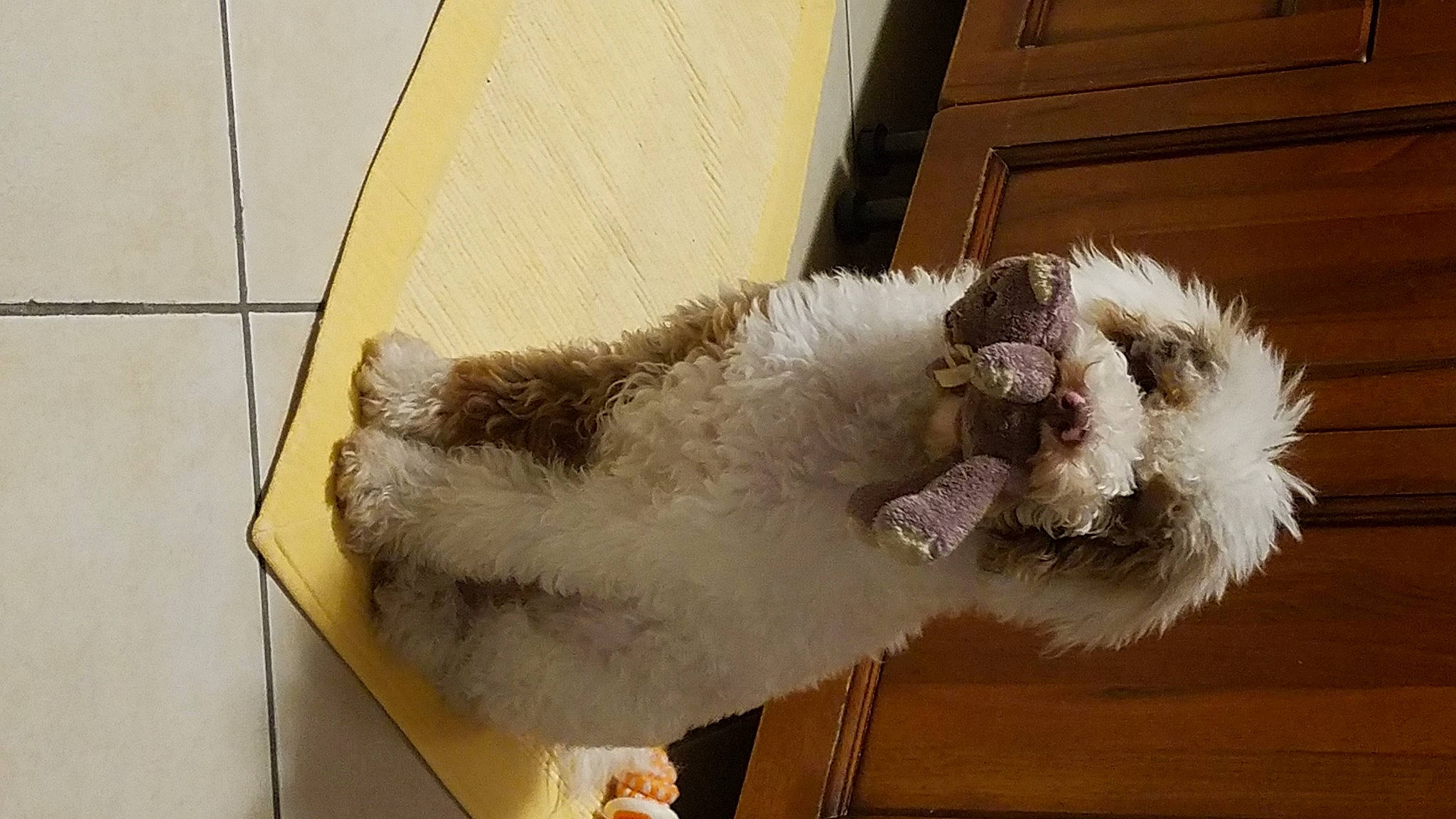 Aurelio joined the competition — help win amazing prizes! animal_product, canidae, companion_dog, door, feather, fur, snout, sporting_group, tail, toy, whiskers, window, wood