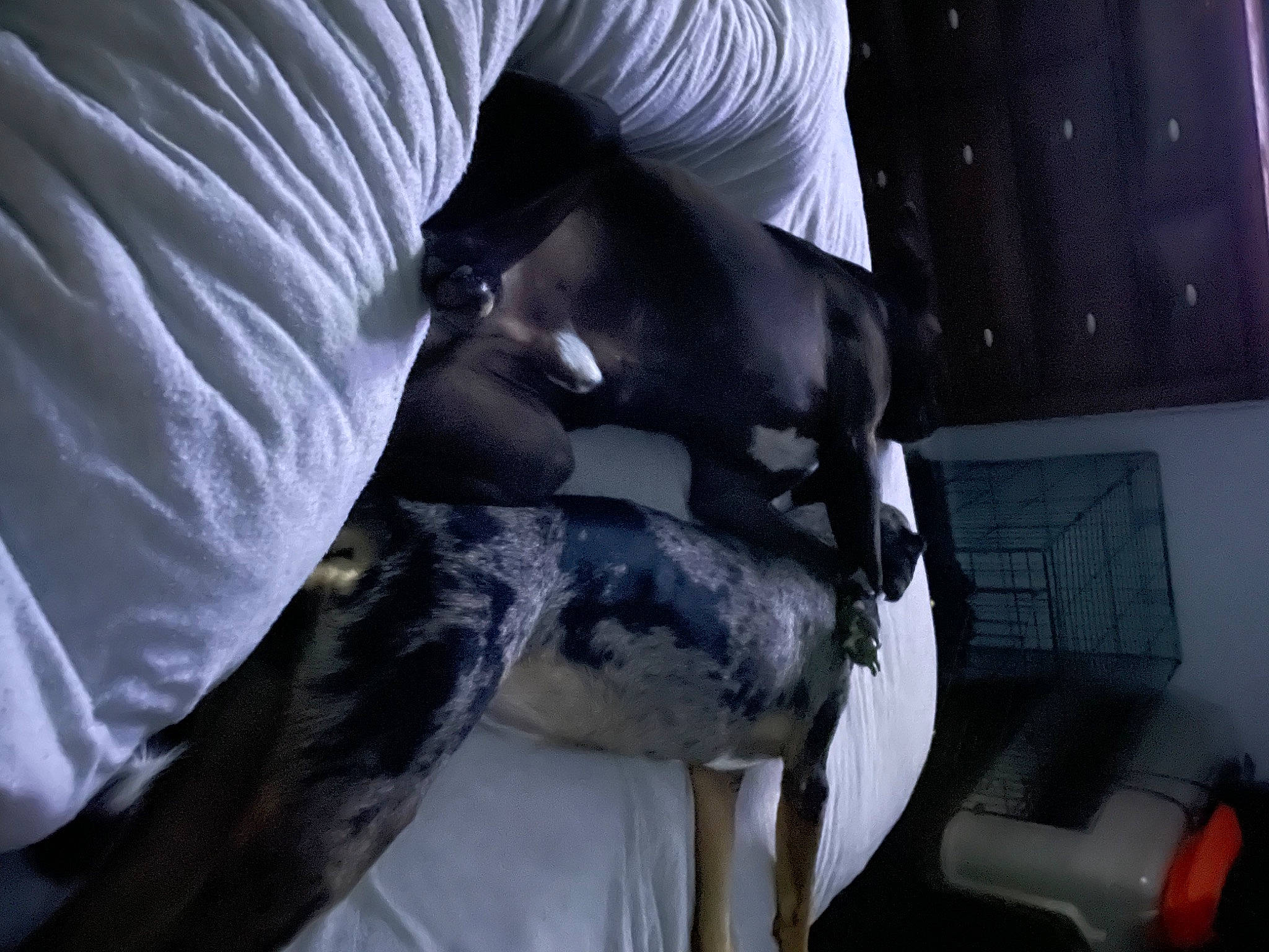 Sadie Rayne joined the competition — help win amazing prizes! auto_part, automotive_design, black_hair, chair, comfort, companion_dog, elbow, feather, fur, glove, human_leg, linens, room, sculpture, service, sitting, wing