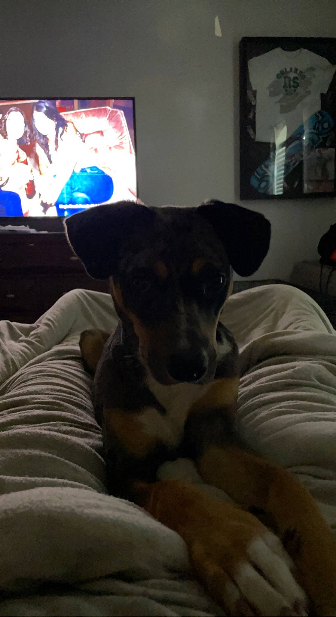 Sadie Rayne is registered to the contest to win money with this photo: cable_television, carnivore, comfort, companion_dog, couch, dog, dog_breed, fawn, flooring, fur, gadget, guard_dog, living_room, picture_frame, room, sitting, television, television_set, whiskers, working_animal