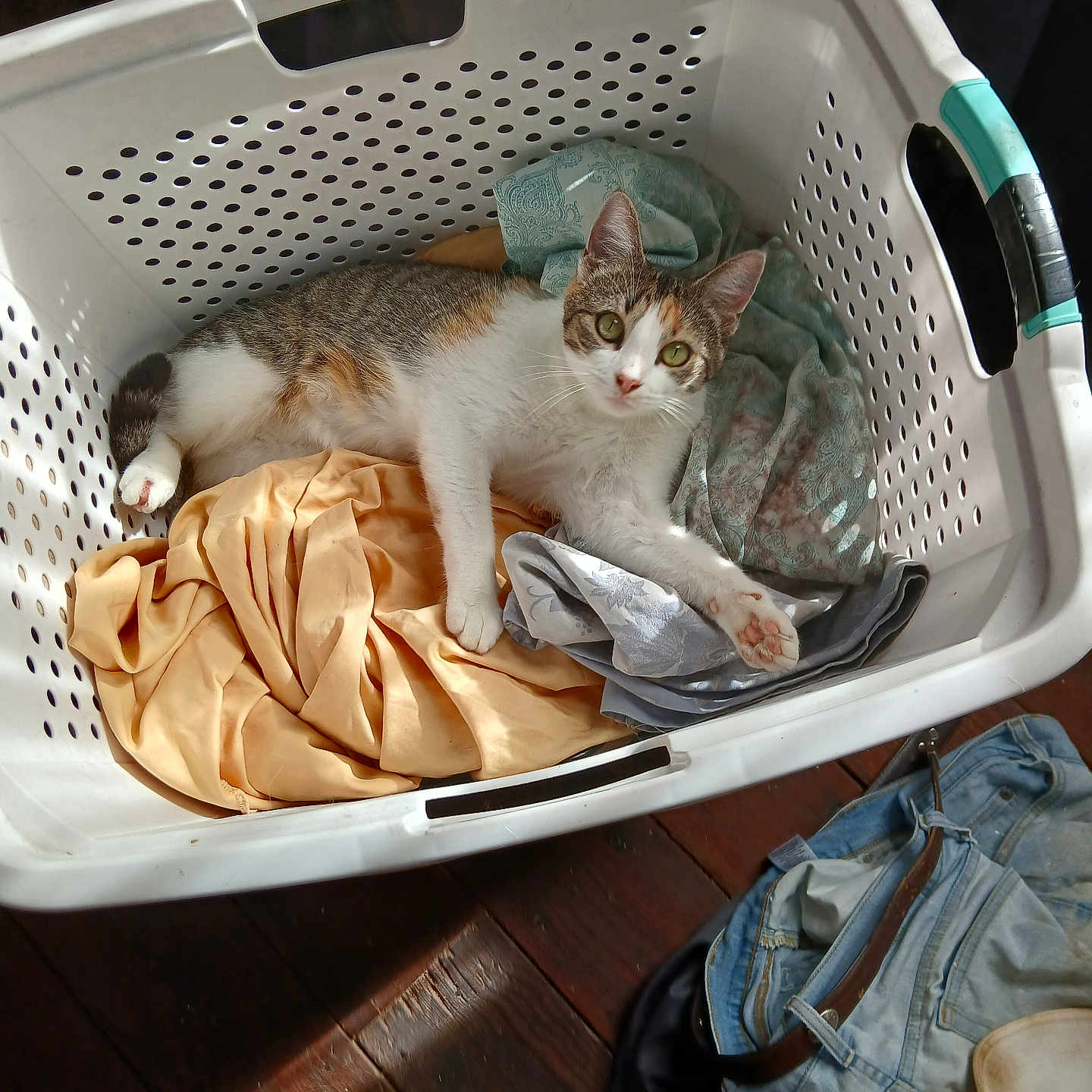 Kally Ko is registered to the contest to win money with this photo: basket, casual, cat, clothes, cozy, curious, domestic, fabric, green_eyes, home, indoor, laundry_basket, pet, relaxed, resting, striped, sunlight, tabby, white, wooden_floor