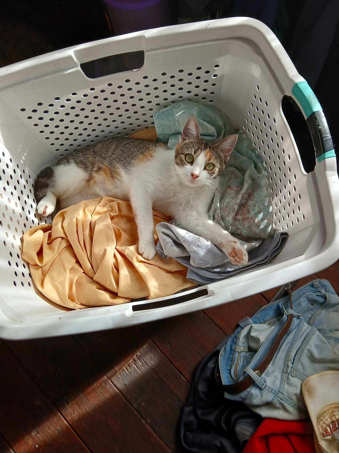 Kally Ko is registered to the contest to win money with this photo: cat, laundry_basket, clothes, indoor, sunlight, wooden_floor, domestic, pet, relaxed, curious, white, tabby, striped, green_eyes, fabric, casual, home, cozy, resting, basket