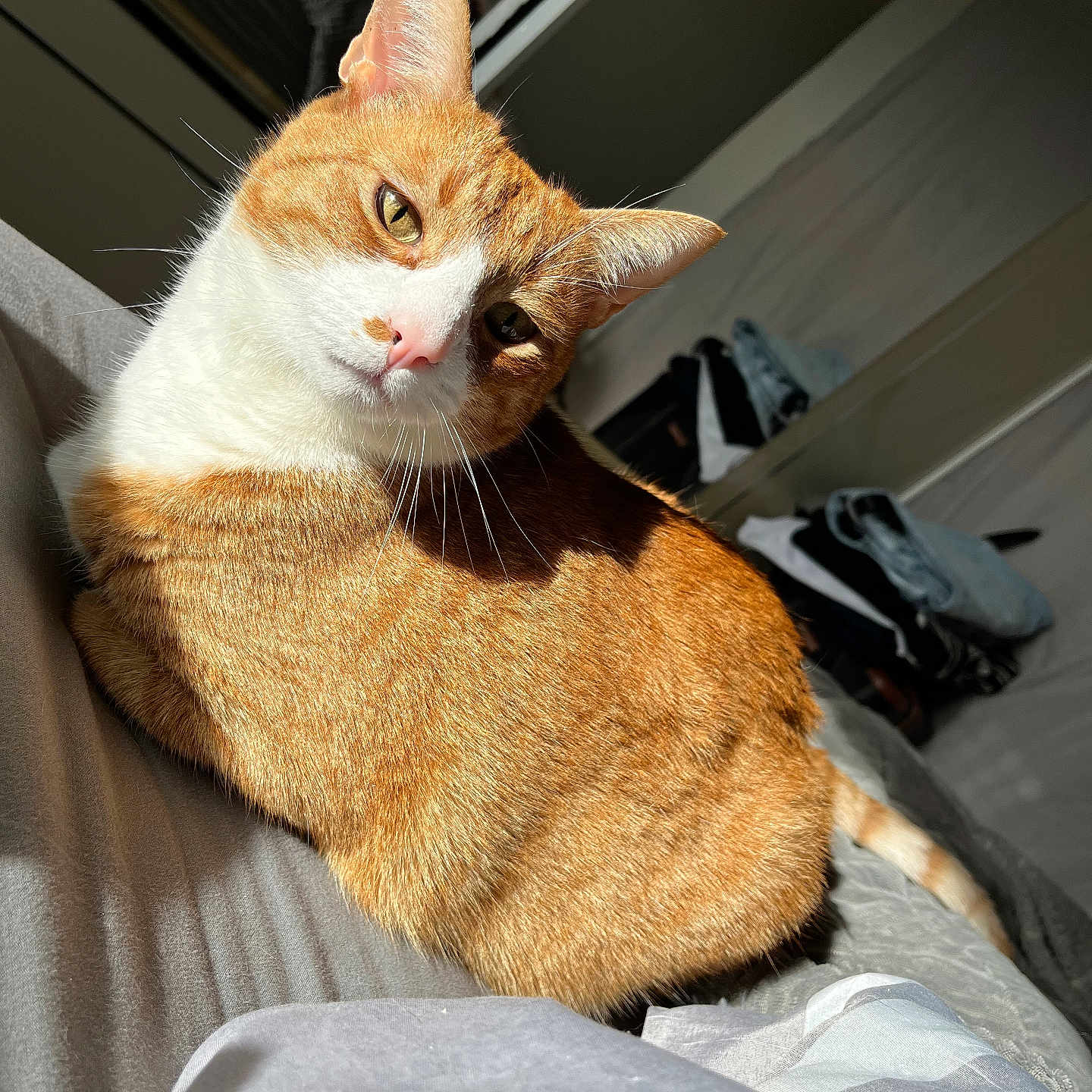 Mogly participe au concours pour gagner de l'argent avec cette photo : abyssinian, accessories, animal, armchair, bag, cat, chair, computer, couch, electronics, furniture, hardwood, kitten, laptop, manx, pc, pet, siamese, strap, wood