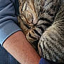 Tucker joined the competition — help win amazing prizes! cat, tabby_cat, sleeping, curled_up, person, arm, blue_sleeve, close_up, indoor, fur, whiskers, nap, resting, cozy, comfort, pet, animal, domestic, feline, relaxation