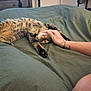cat, tabby_cat, bed, bedspread, stretching, petting, hand, tattoo, furniture, dresser, fan, door, clothing, indoor, relaxation, domestic_animal, fur, paw, sleepy, cozy