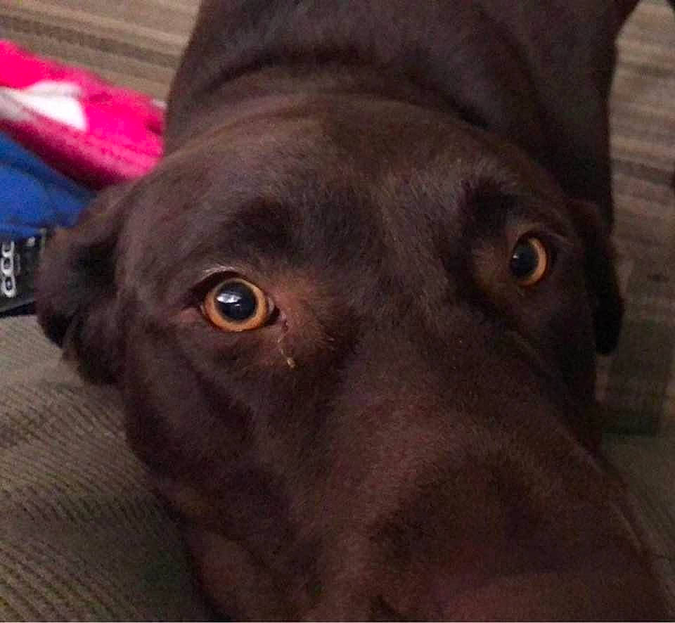 Tucker is registered to the contest to win money with this photo: borador, canidae, carnivore, companion_dog, dog, dog_breed, ear, fawn, fur, gun_dog, head, hunting_dog, liver, mammal, pet_supply, snout, sporting_group, vertebrate, whiskers, working_animal