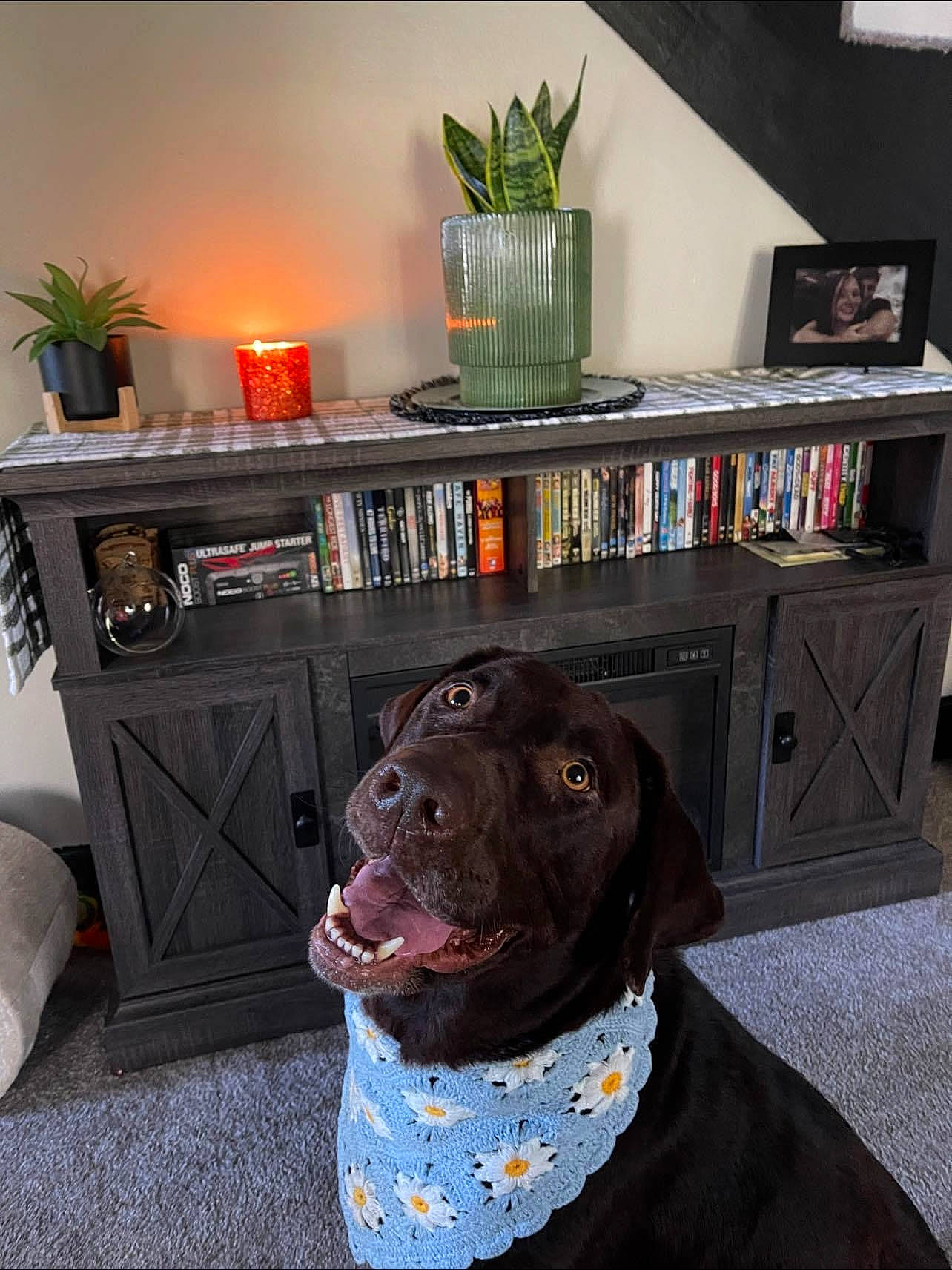 Tucker is registered to the contest to win money with this photo: bookcase, carnivore, companion_dog, dog, dog_breed, fawn, floor, flooring, flowerpot, grey, hardwood, houseplant, liver, living_room, picture_frame, plant, shelf, shelving, wood, working_animal