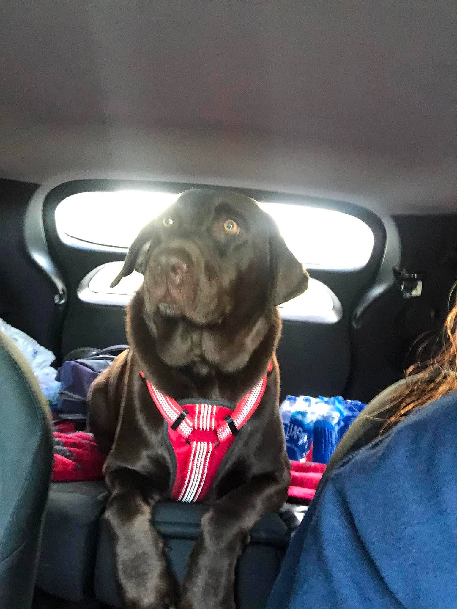 Tucker is registered to the contest to win money with this photo: auto_part, automotive_exterior, car, car_seat, car_seat_cover, carnivore, collar, companion_dog, dog, dog_breed, dog_collar, family_car, fawn, head_restraint, motor_vehicle, snout, steering_part, steering_wheel, vehicle, vehicle_door