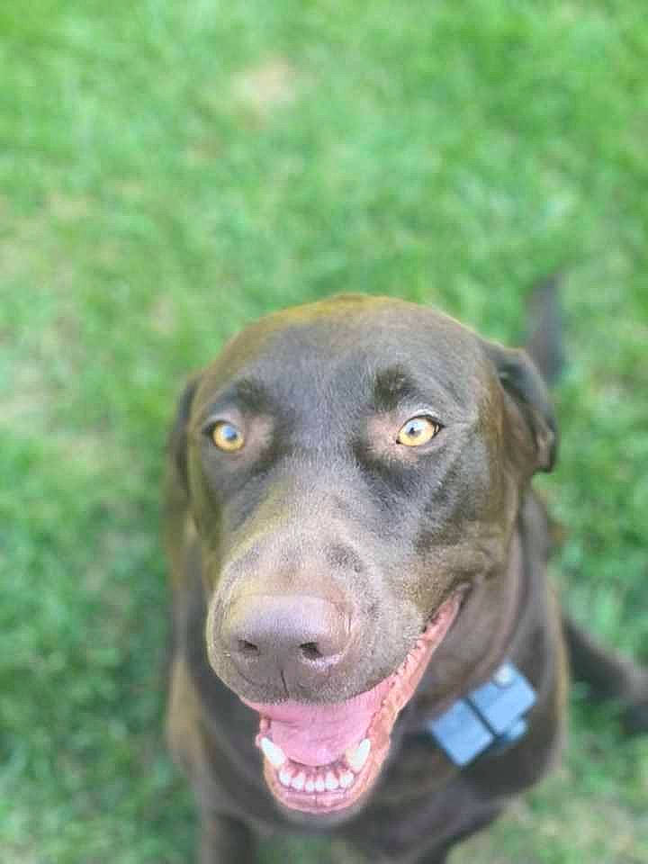 Tucker is registered to the contest to win money with this photo: borador, canidae, carnivore, collar, companion_dog, dog, dog_breed, dog_collar, grass, guard_dog, gun_dog, hunting_dog, liver, plant, retriever, snout, sporting_group, whiskers, working_animal, working_dog