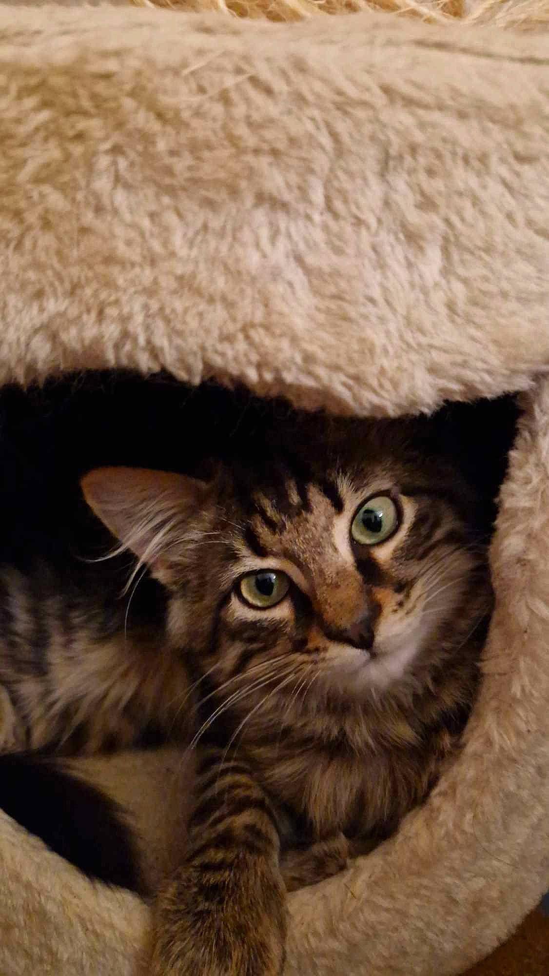 Kiro a rejoint le concours — aidez-le/la à gagner de superbes lots ! cap, carnivore, cat, domestic_short_haired_cat, felidae, fur, hat, paw, small_to_medium_sized_cats, snout, tail, terrestrial_animal, whiskers, wildlife, wood