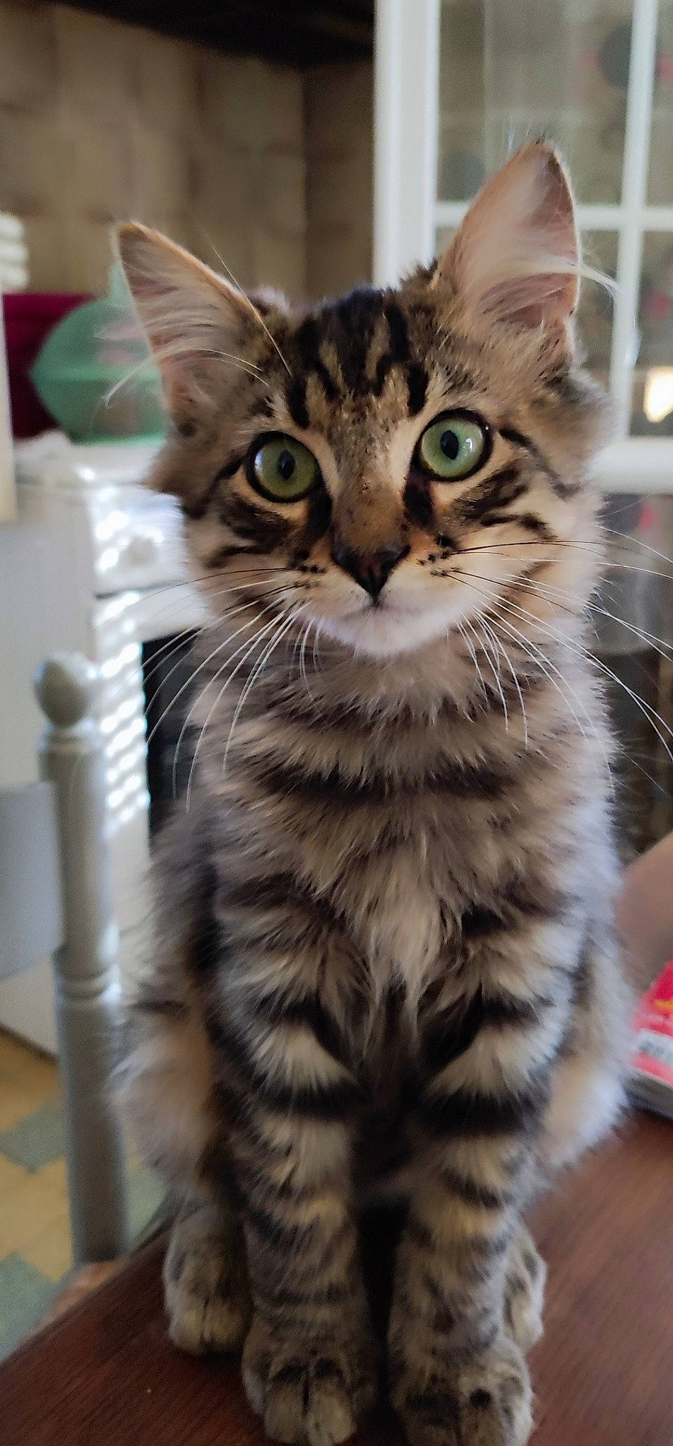 Kiro participe au concours pour gagner de l'argent avec cette photo : carnivore, cat, claw, domestic_short_haired_cat, felidae, fur, maine_coon, paw, photography, small_to_medium_sized_cats, snout, terrestrial_animal, whiskers