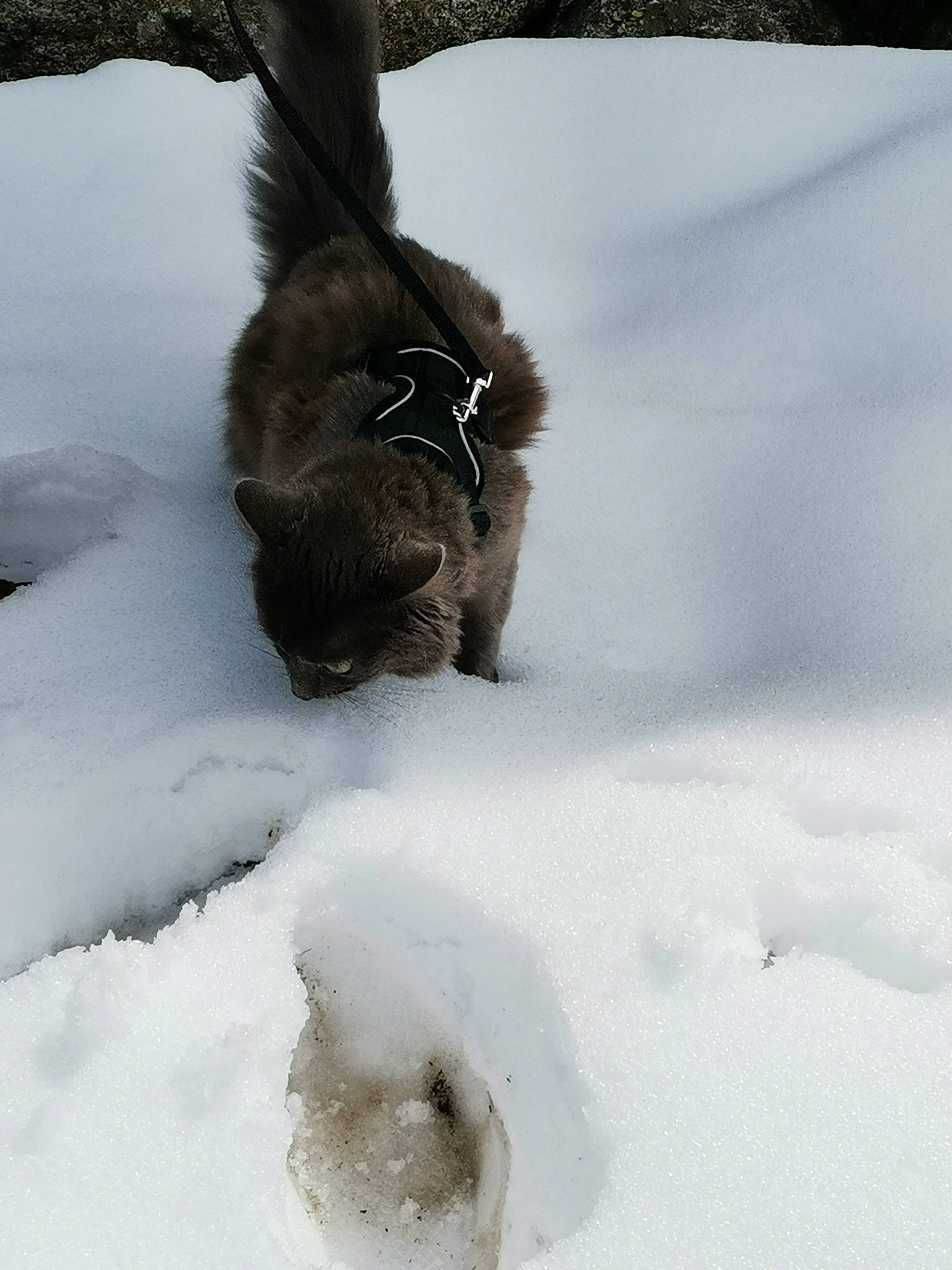 Simba participe au concours pour gagner de l'argent avec cette photo : carnivore, claw, dog_breed, domestic_short_haired_cat, fawn, felidae, freezing, frost, fur, paw, plant, precipitation, small_to_medium_sized_cats, snout, snow, tail, terrestrial_animal, twig, whiskers, winter