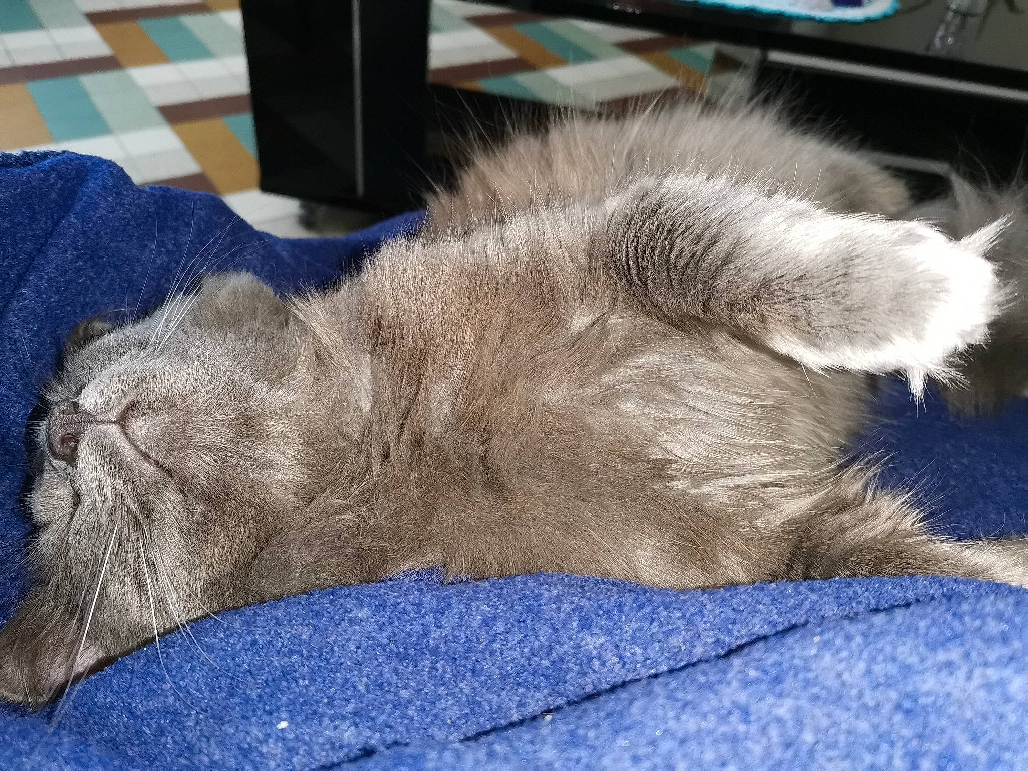 Simba a rejoint le concours — aidez-le/la à gagner de superbes lots ! carnivore, cat, chartreux, claw, comfort, domestic_short_haired_cat, electric_blue, fawn, felidae, fur, grey, human_leg, nap, paw, sleep, small_to_medium_sized_cats, snout, sporting_group, tail, whiskers