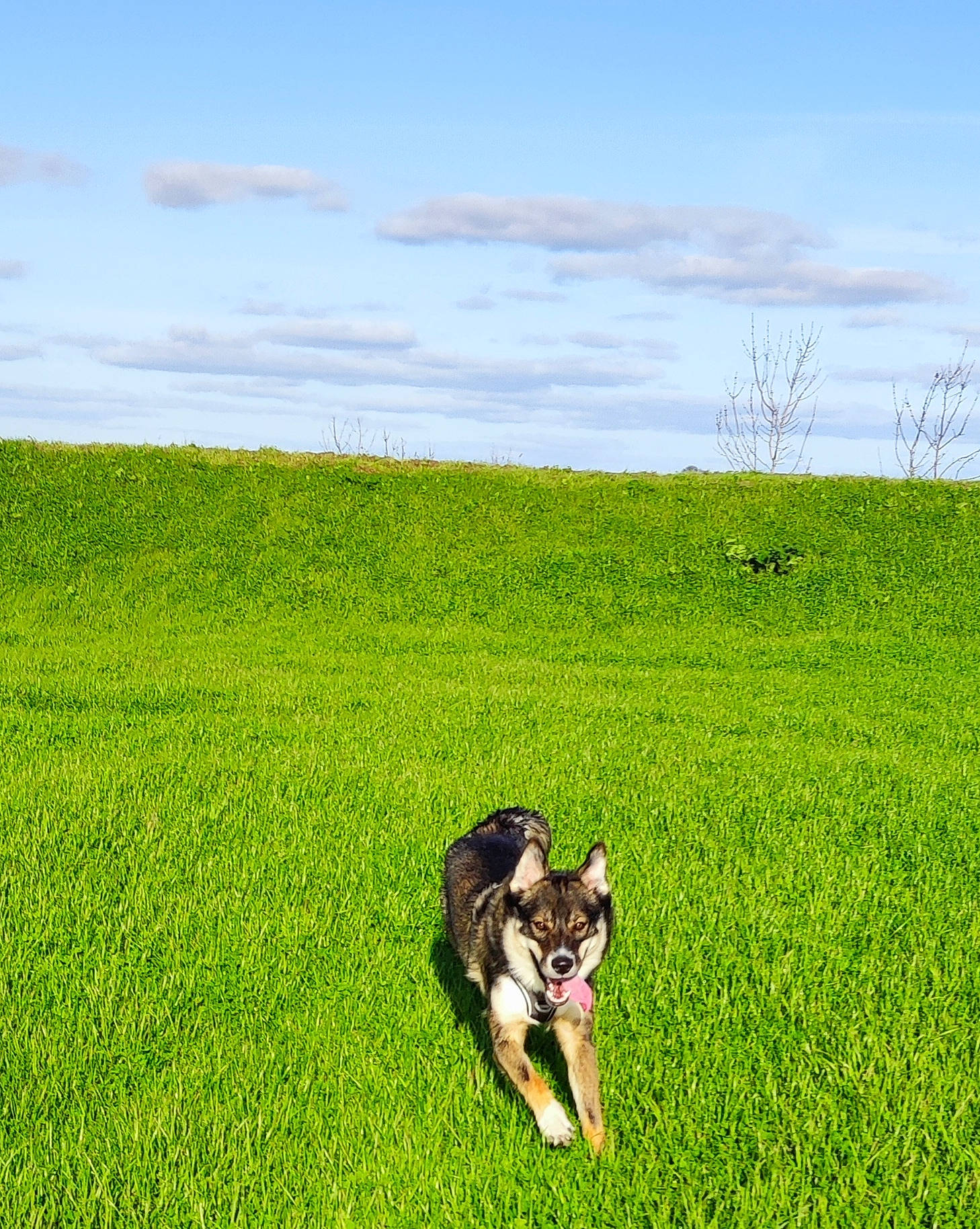 Tao participe au concours pour gagner de l'argent avec cette photo : agriculture, carnivore, cloud, companion_dog, dog, dog_breed, fawn, grass, grass_family, grassland, happy, landscape, meadow, natural_landscape, people_in_nature, plain, plant, prairie, sky, working_animal