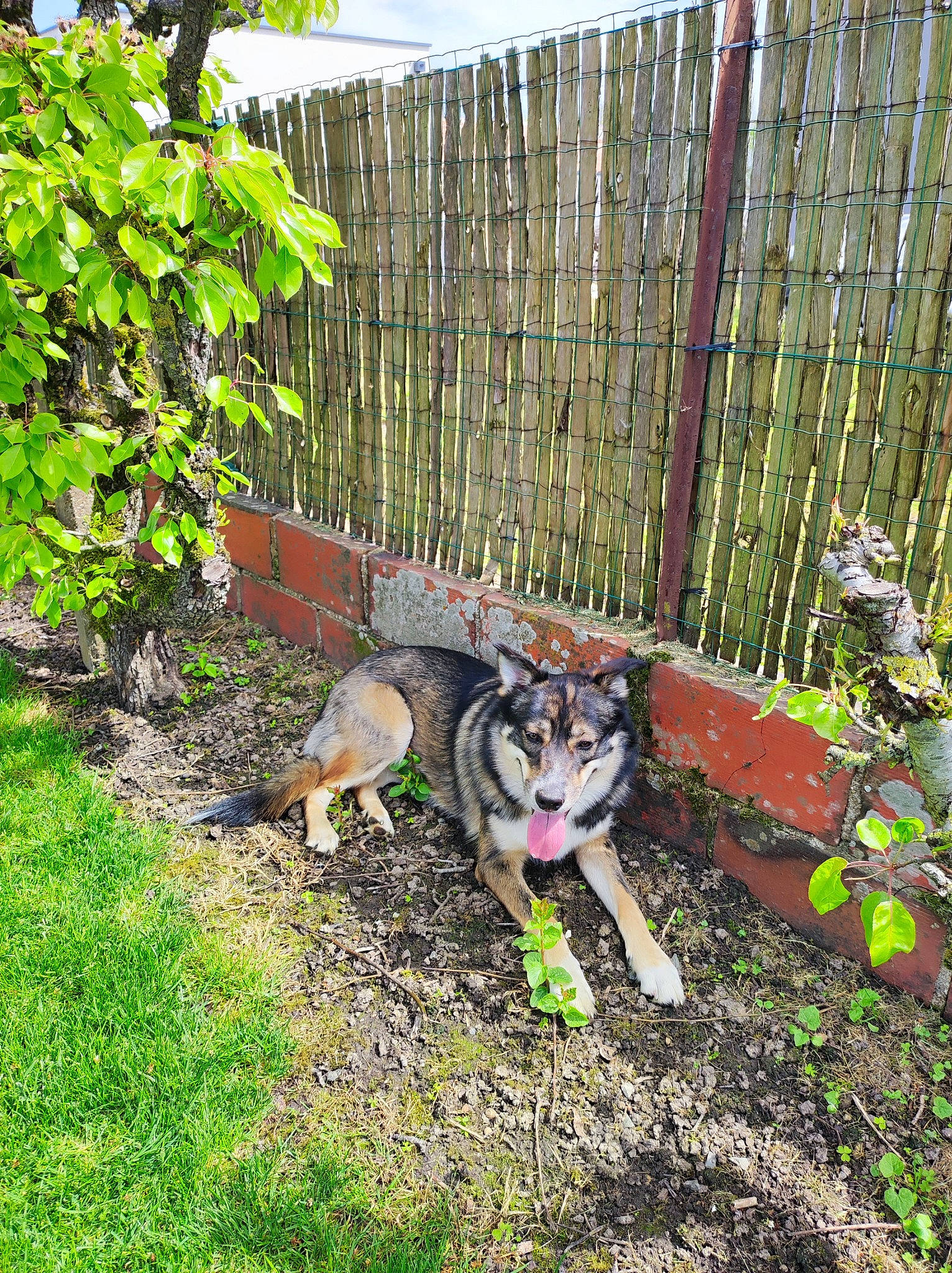 Tao a rejoint le concours — aidez-le/la à gagner de superbes lots ! carnivore, companion_dog, dog, dog_breed, fawn, felidae, fence, garden, grass, groundcover, home_fencing, landscape, pet_supply, plant, shrub, small_to_medium_sized_cats, sporting_group, tail, tree, whiskers