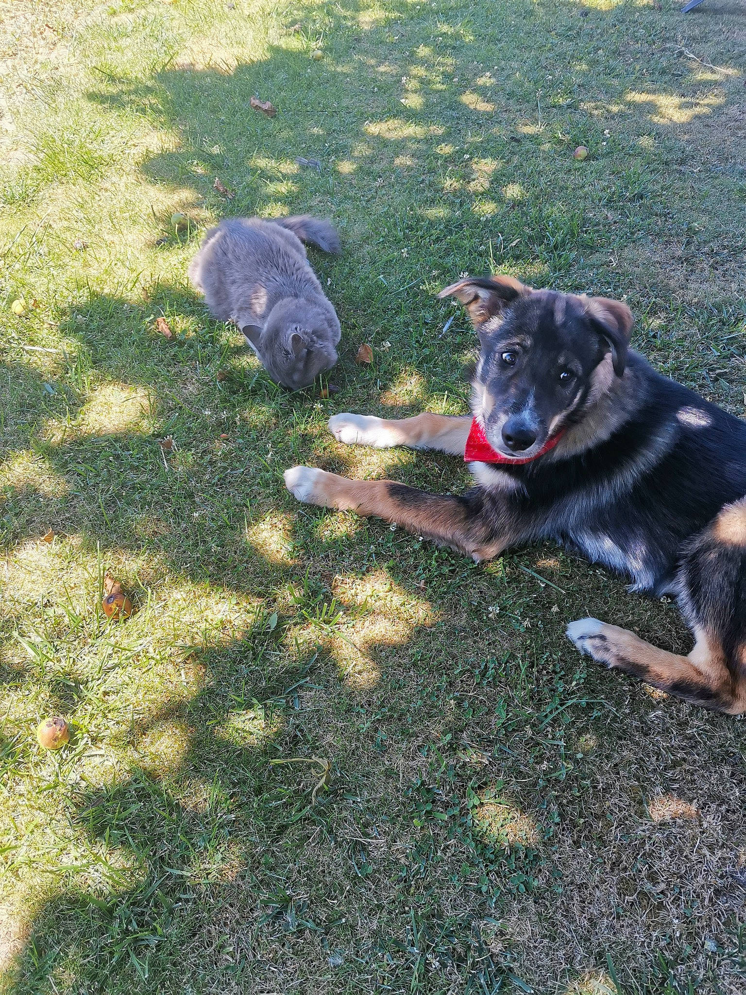 Tao participe au concours pour gagner de l'argent avec cette photo : canidae, carnivore, companion_dog, dog, dog_breed, garden, grass, groundcover, guard_dog, herbaceous_plant, herding_dog, plant, shadow, snout, soil, sporting_group, tail, tints_and_shades, working_animal, working_dog