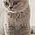 Achille