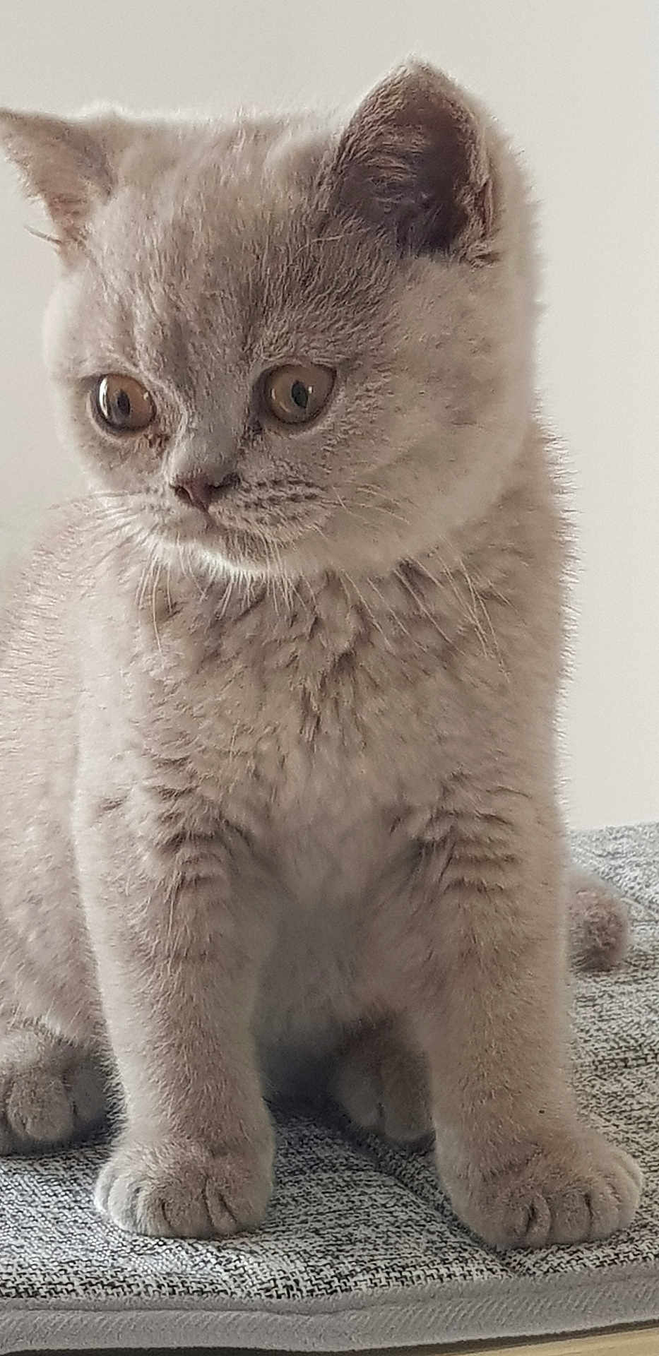 Achille