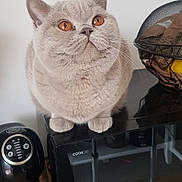 Achille participe au concours pour gagner de l'argent avec cette photo : cat, amber_eyes, fluffy, kitchen, appliance, coffee_maker, cup, wire_basket, fruit, countertop, curious, pet, domestic_animal, whiskers, feline, indoor, household, looking_up, orange_eyes, gray_fur