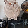 cat, amber_eyes, fluffy, kitchen, appliance, coffee_maker, cup, wire_basket, fruit, countertop, curious, pet, domestic_animal, whiskers, feline, indoor, household, looking_up, orange_eyes, gray_fur