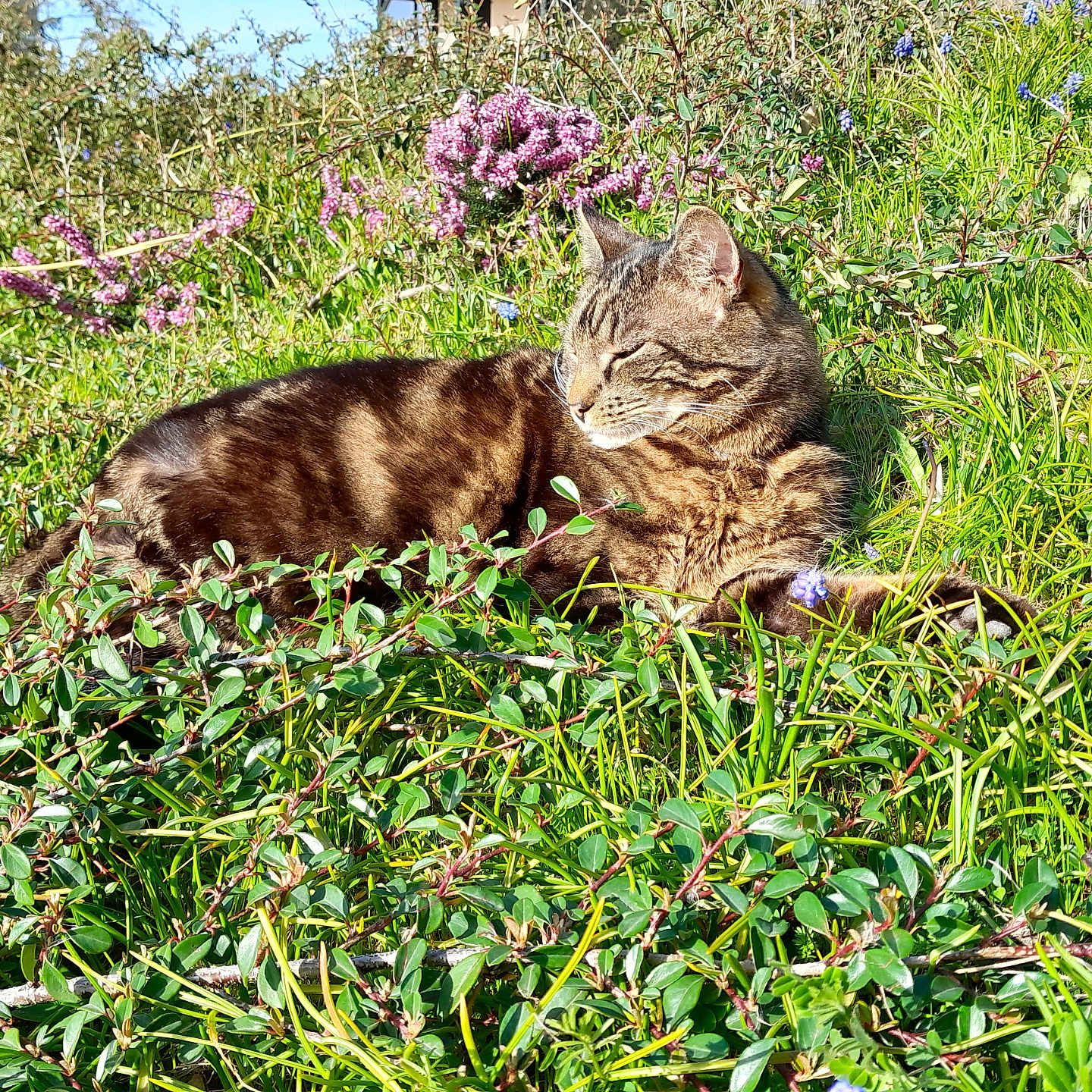 Mimi participe au concours pour gagner de l'argent avec cette photo : animal, cat, closeup, daylight, feline, flora, flowers, grass, greenery, nature, outdoor, peaceful, pet, plant, purple_flowers, relaxation, resting, sunlight, tabby_cat, wildlife