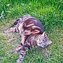 Mimi a rejoint le concours — aidez-le/la à gagner de superbes lots ! animal, cat, cute, ears, feline, fur, grass, greenery, lazy, mammal, nature, outdoor, peaceful, pet, relaxed, resting, sleeping, sunlight, tabby, whiskers