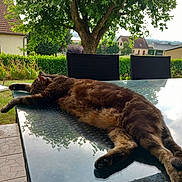 Mimi a rejoint le concours — aidez-le/la à gagner de superbes lots ! animal, cat, chair, feline, garden, glass_surface, hedge, house, leafy, nature, outdoor, peaceful, pet, reflection, relaxation, resting, sunlight, tabby, table, tree