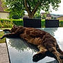 animal, cat, chair, feline, garden, glass_surface, hedge, house, leafy, nature, outdoor, peaceful, pet, reflection, relaxation, resting, sunlight, tabby, table, tree