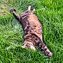 Mimi participe au concours pour gagner de l'argent avec cette photo : animal, cat, closeup, daylight, field, fur, grass, greenery, mammal, nature, outdoor, pet, playful, relaxing, sleeping, stretching, summer, tabby, whiskers, wildlife