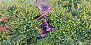 Mimi participe au concours pour gagner de l'argent avec cette photo : animal, bushes, camouflage, cat, curious, foliage, garden, grass, greenery, hidden, nature, outdoor, pet, plants, resting, small_animal, summer, tabby, wildlife, yellow_flowers