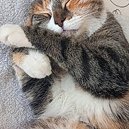 Luna Cléo participe au concours pour gagner de l'argent avec cette photo : cat, sleeping, feline, fur, paw, cozy, nap, striped, tabby, white_paws, closeup, domestic_cat, resting, cute, whiskers, soft, relaxed, indoor, patterned_background, adorable
