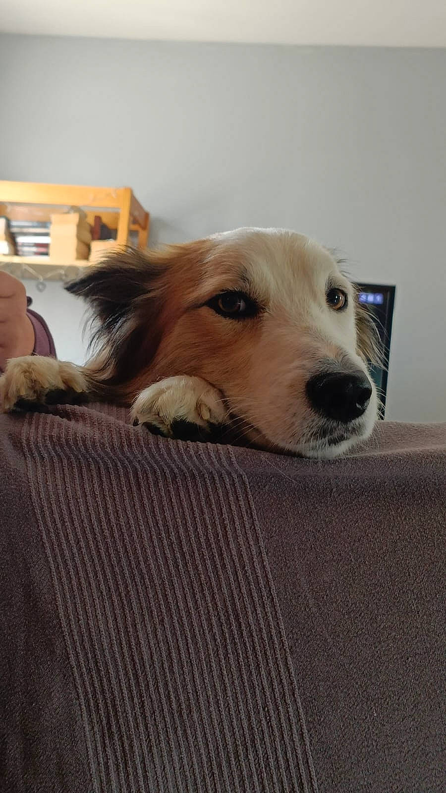 Rocky a rejoint le concours — aidez-le/la à gagner de superbes lots ! bedding, canidae, carnivore, comfort, companion_dog, dog, dog_breed, dog_supply, fawn, flooring, fur, hardwood, linens, nap, room, selfie, sporting_group, whiskers, wood, working_animal