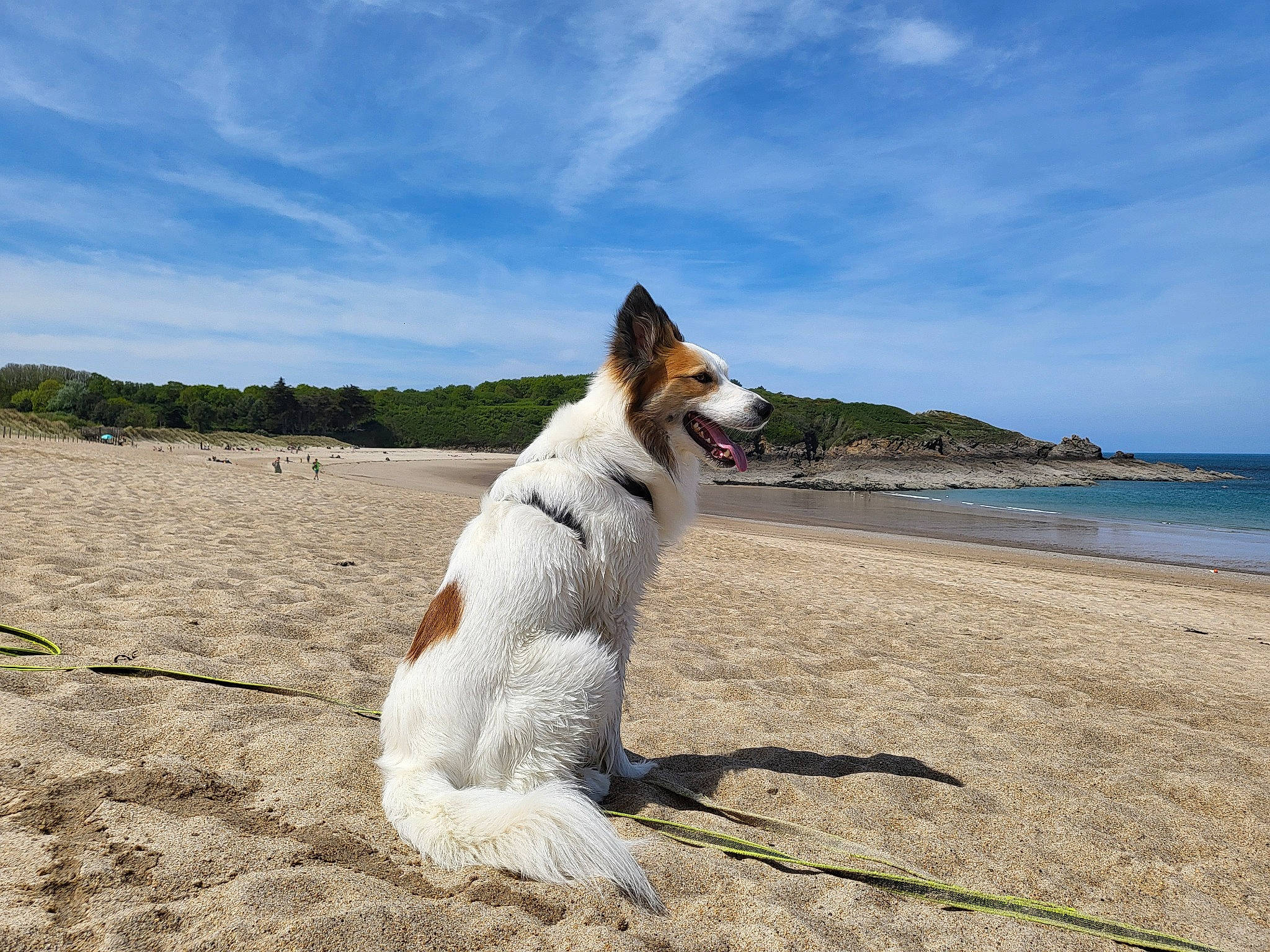 Rocky a rejoint le concours — aidez-le/la à gagner de superbes lots ! beach, canidae, carnivore, cloud, coast, collar, companion_dog, dog, dog_breed, fawn, horizon, landscape, ocean, sand, shore, sky, sporting_group, tail, water, wire_hair_fox_terrier