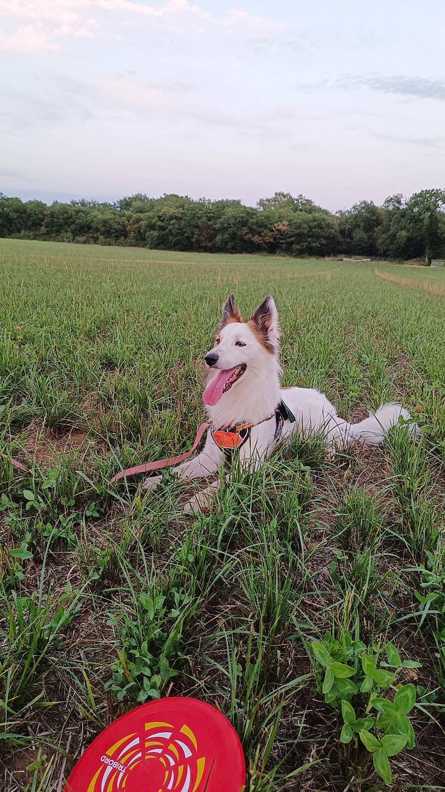 Rocky participe au concours pour gagner de l'argent avec cette photo : canidae, carmine, carnivore, cloud, collar, companion_dog, dog, dog_breed, dog_supply, fawn, grass, grassland, plant, recreation, sky, soil, sporting_group, tail, tree, working_animal