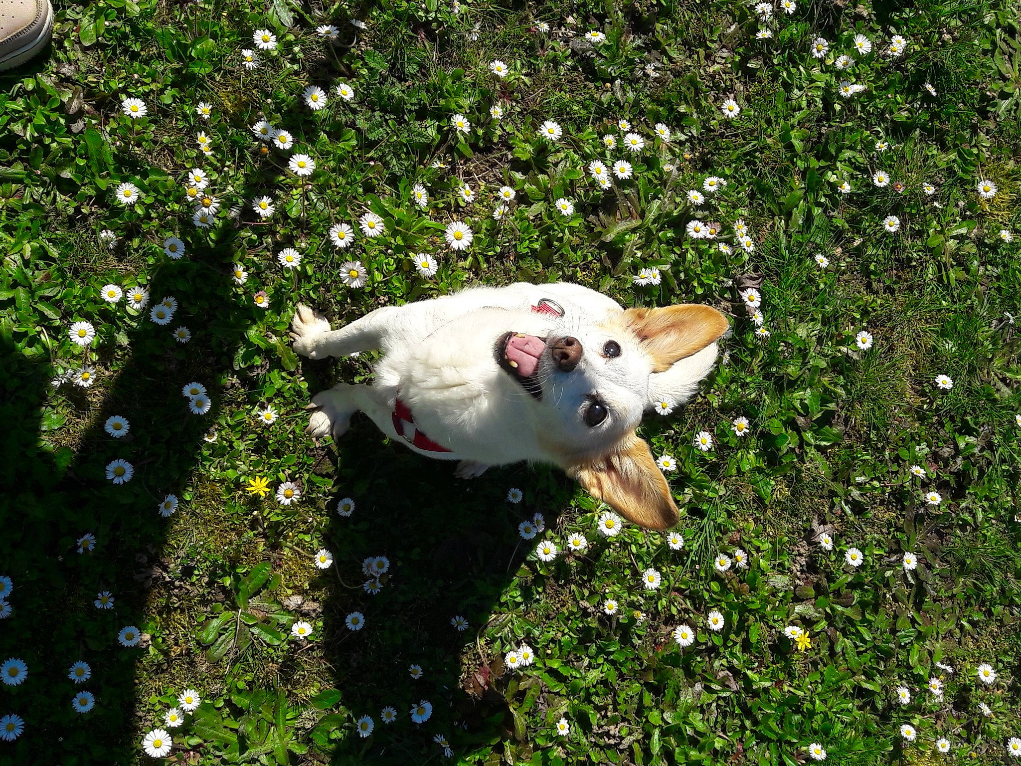 Vicky a rejoint le concours — aidez-le/la à gagner de superbes lots ! canidae, carnivore, dog, dog_breed, fawn, grass, non_sporting_group, plant