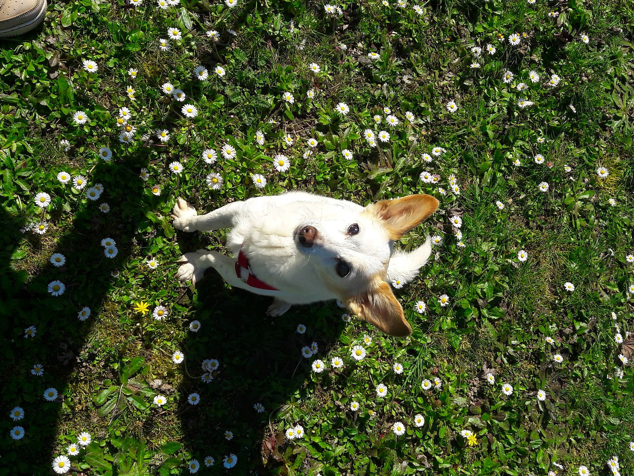 Vicky participe au concours pour gagner de l'argent avec cette photo : canidae, carnivore, dog, dog_breed, mammal, plant, sporting_group