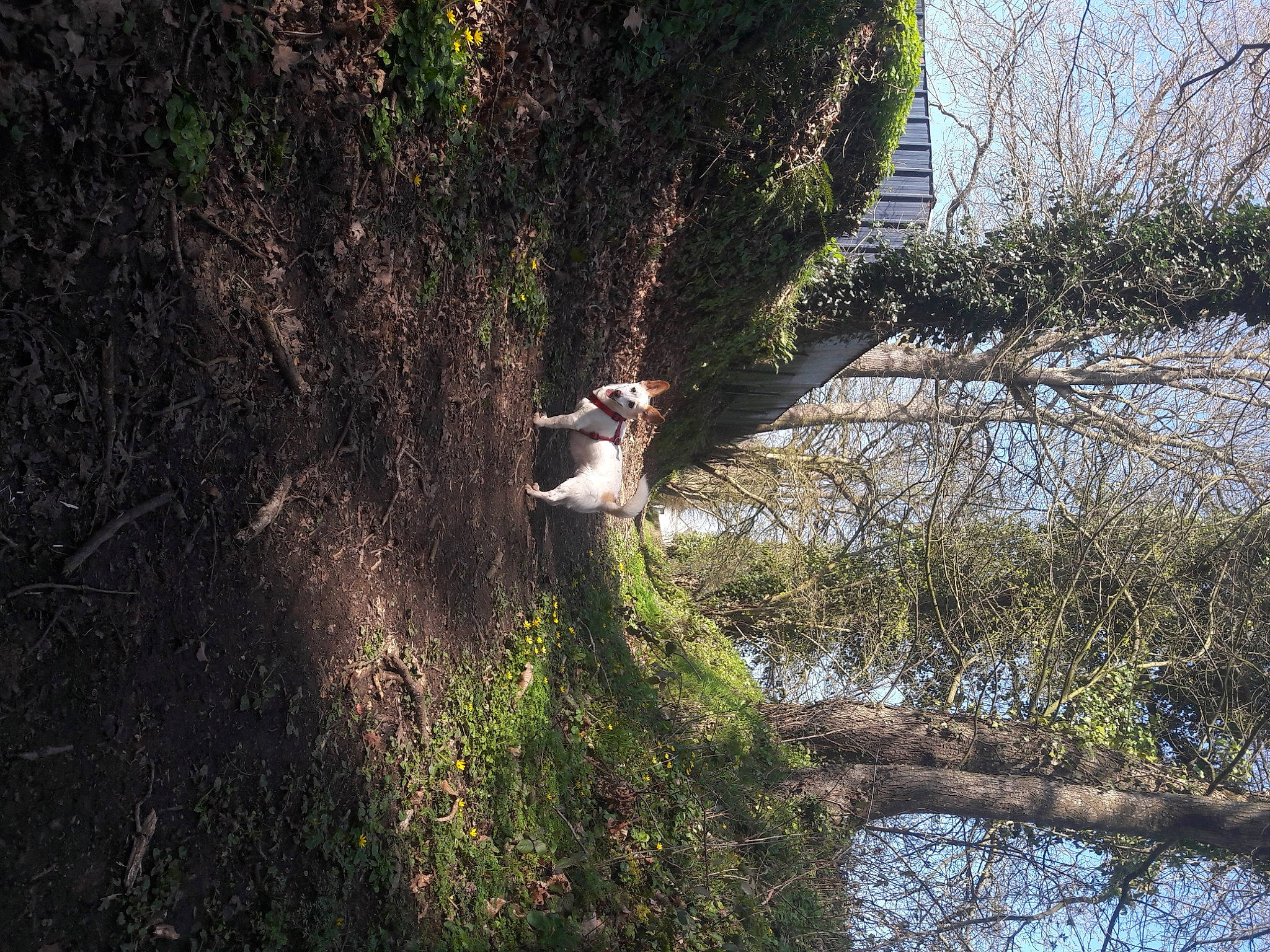 Vicky a rejoint le concours — aidez-le/la à gagner de superbes lots ! branch, canidae, fawn, forest, old_growth_forest, plant, tail, tree, trunk, wildlife, wood, woody_plant