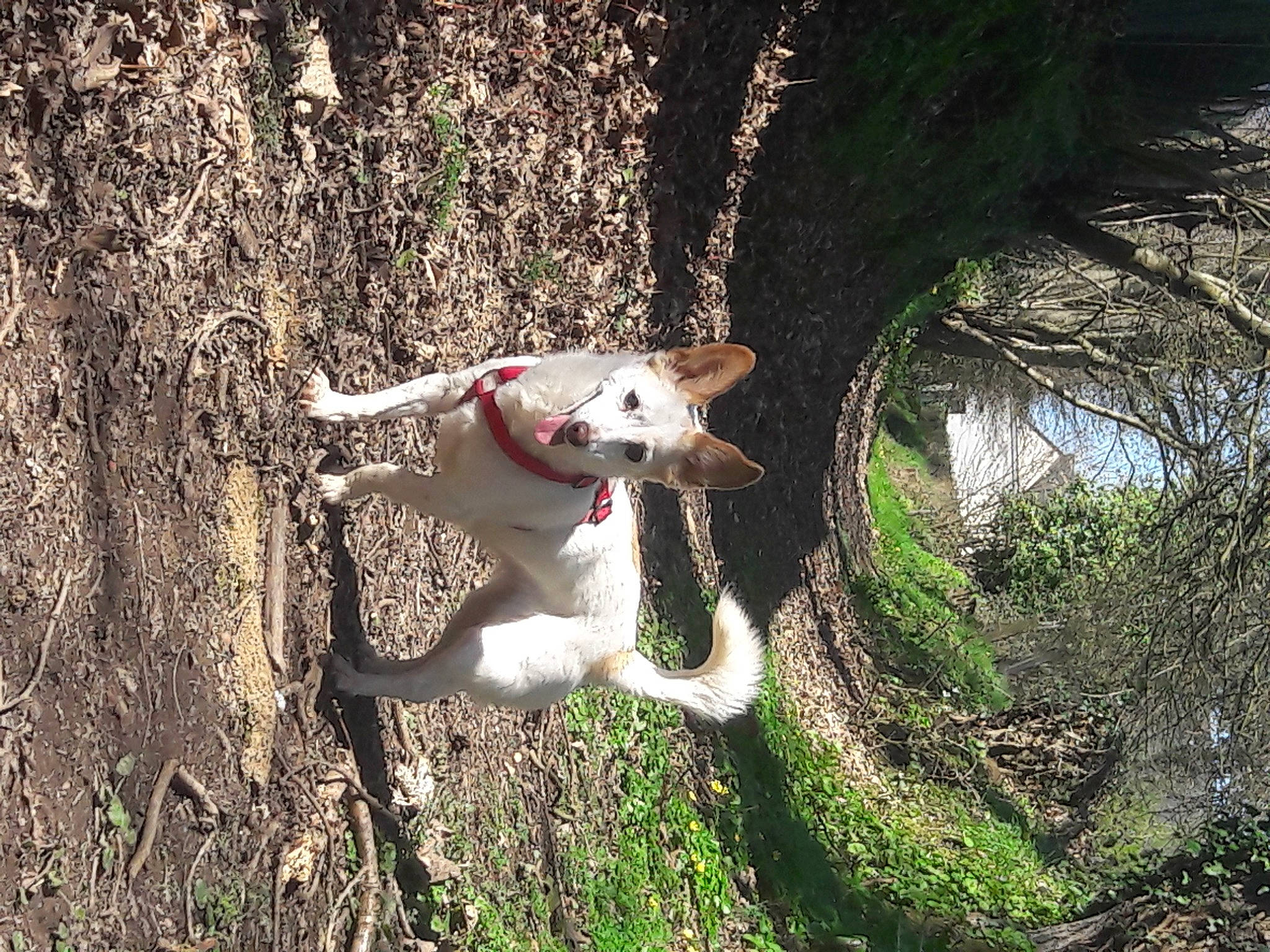 Vicky a rejoint le concours — aidez-le/la à gagner de superbes lots ! adventure, canidae, carnivore, dog, dog_breed, feist, hunting_dog, non_sporting_group, pointer, sporting_group, tail, tree, trunk