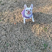 Coco joined the competition — help win amazing prizes! daylight, dog, dry_grass, eyes, face, french_bulldog, front_paws, grass, human_foot, looking_up, nose, outdoor, pet, portrait, purple_coat, shadow, shoe, small_toy, upright_ears, white_fur