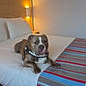 Gyungy participe au concours pour gagner de l'argent avec cette photo : bed, bedding, canine, comfort, dog, domestic, furniture, headboard, house, indoor, lamp, light, pet, pillow, relaxation, resting, room, striped_runner, wall, wood_floor