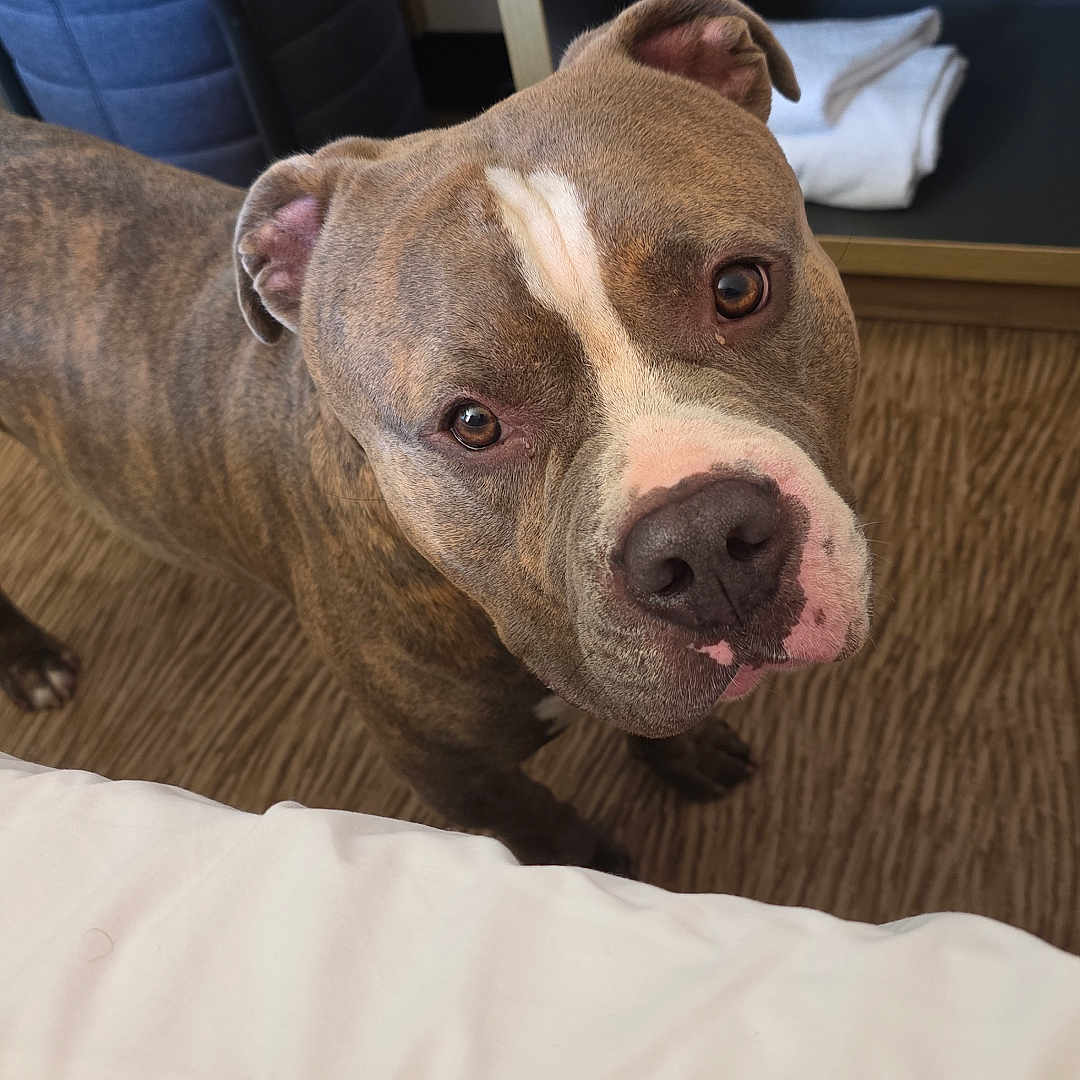 Gyungy participe au concours pour gagner de l'argent avec cette photo : animal, brindle, brown, canine, carpet, chair, companion, curious, dog, domestic, ears, floor, furniture, indoor, looking_up, pet, shelf, snout, towel, white_marking