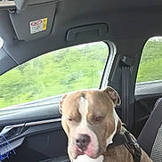 Gyungy a rejoint le concours — aidez-le/la à gagner de superbes lots ! animal, brown_dog, canine, car_door, car_interior, daytime, dog, greenery, harness, indoors, passenger_seat, pet, relaxed, road_trip, seat, seatbelt, transport, vehicle, white_markings, window
