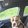 animal, brown_dog, canine, car_door, car_interior, daytime, dog, greenery, harness, indoors, passenger_seat, pet, relaxed, road_trip, seat, seatbelt, transport, vehicle, white_markings, window