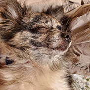 Bonnie Mae joined the competition — help win amazing prizes! dog, sleeping, close_up, fluffy, fur, cozy, blanket, resting, pet, animal, cute, calm, indoors, snout, ears, portrait, relaxation, peaceful, soft, furry