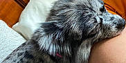 Bonnie Mae joined the competition — help win amazing prizes! dog, resting, sleeping, fluffy, spotted, pet, animal, bed, pillow, human_arm, orange_shirt, indoor, cozy, closeup, fur, relaxation, comfort, companion, domestic_animal, peaceful