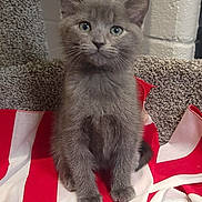 Bruce is registered to the contest to win money with this photo: abyssinian, americanflag, angora, animal, cat, flag, kitten, manx, pet, siamese